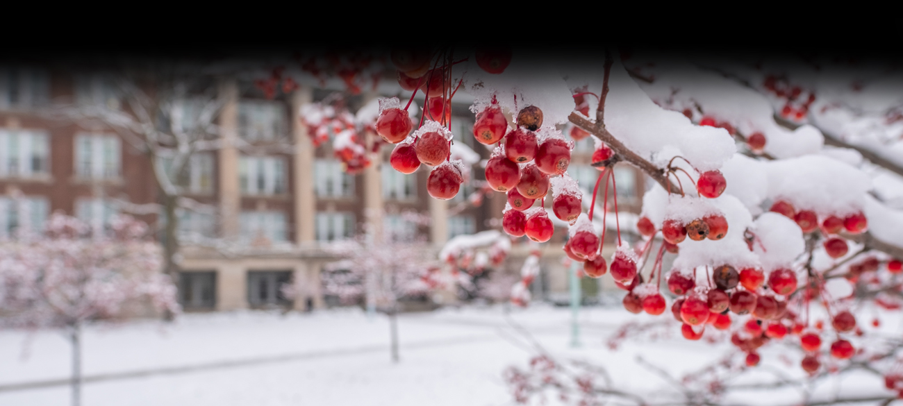Winter berries with snow