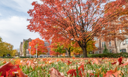 Campus with fall colored leaves