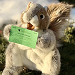 Stuff squirrel holding an MSU public meal ticket.